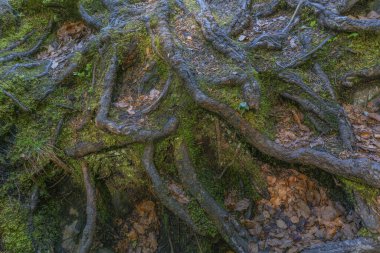 Ağaç kökleri, ölü yapraklar, yosun ve eğrelti otları, kuş bakışı görüş.
