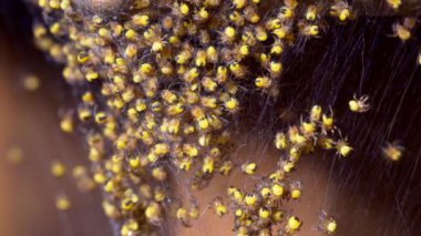Yüzlerce Araneus diadematus örümceği kümesi sıradan bahçe örümceği olarak da bilinir ya da binlerce örümcek ağıyla örülmüş bir ağ örer..
