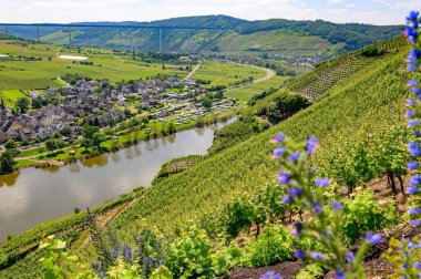 Moselle nehri ve küçük kasabalar veya Erden ve Uerzig 'e tepeden bakan bir üzüm bağının manzaralı bir manzarası, arka planda Hochmoselbruecke köprüsü ve önde mavi çiçekler. Karavan ve karavanları olan bir kamp alanı görünüyor.
