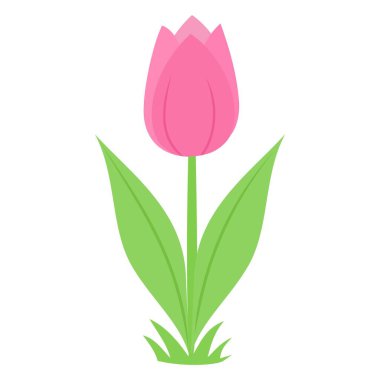 Beyaz arkaplanda izole edilmiş pembe lale çiçeği çizimi