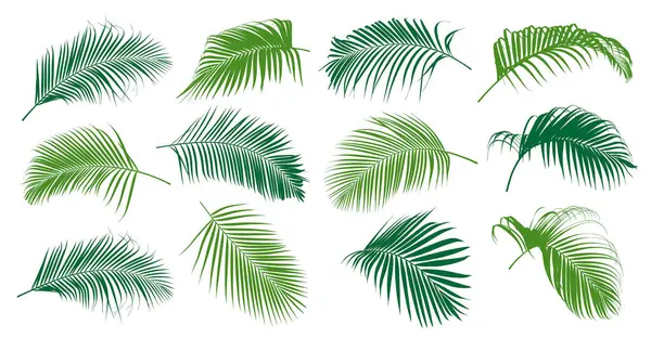 Tropikal yeşil palmiye yaprağı ve hindistan cevizi yaprağı çizer kümesi