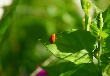 Bitki yaprağında uğur böceği