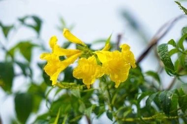 Mavi gökyüzüne karşı ıslak trompet çiçekleri