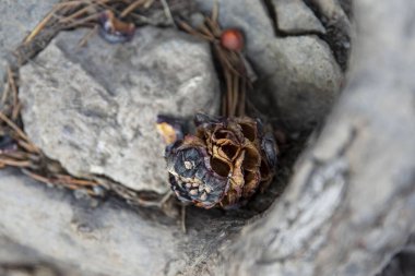Bir hayvan tarafından kabuklu bir çam kozalağı.