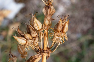 Fransa 'daki Alpler' in çiçek ve tohumlarına yakın çekim