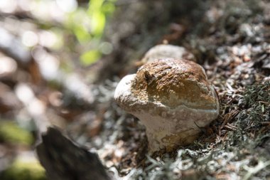 Ormandaki mantara yakın çekim