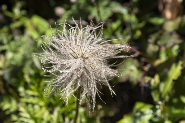 Nahaufnahme Einer Hecke Clematis Blume Und Samen — Stockfoto