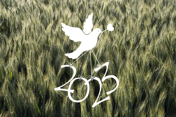 鳩は小麦畑の背景に2023年の新年の数を運びます — ストック写真