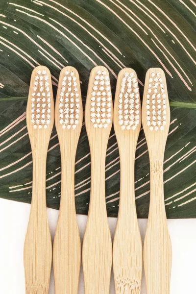 stock image Close-up of toothbrushes on green leaf background