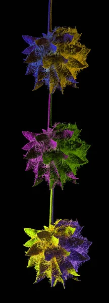 stock image Cyberpunk or disco style glycyrrhiza glabra seed garland with two-tone lighting on black background