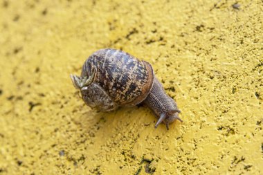 Sarı arka planda bir salyangozun yakın çekimi