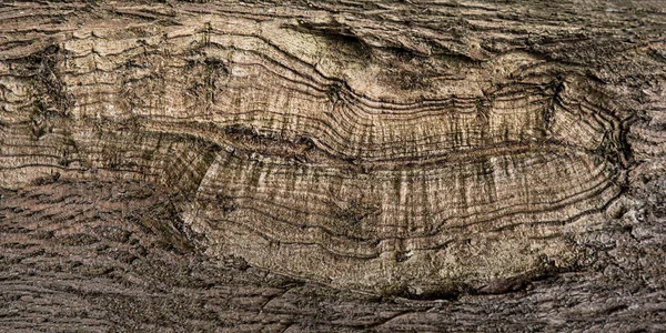 Naturalna Tekstura Kory Drewna Brązowego — Zdjęcie stockowe