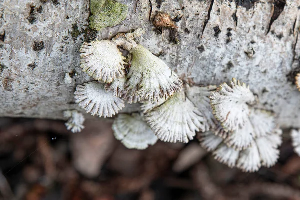Cogumelos Brancos Originais Tronco Árvore Floresta — Fotografia de Stock
