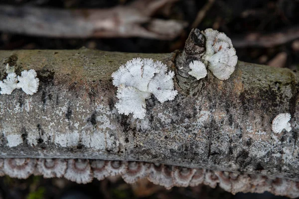 Cogumelos Brancos Originais Tronco Árvore Floresta — Fotografia de Stock