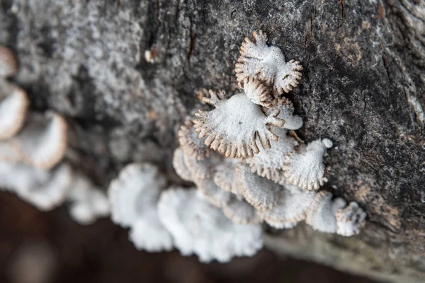 Original Weiße Pilze Auf Einem Baumstamm Wald — Stockfoto