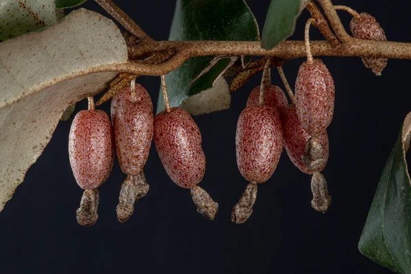 Közelkép Egy Elaeagnus Angustifolia Vörös Gyümölcseiről Paradicsom Fája — Stock Fotó