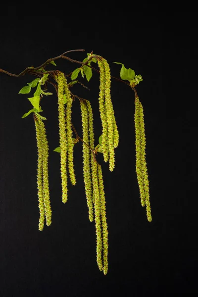 Närbild Hop Hornbeam Ostrya Carpinifolia Blommor Våren Svart Bakgrund — Stockfoto