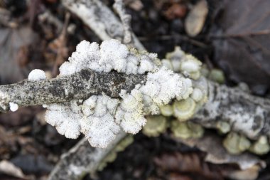 Ormandaki ağaç gövdesindeki orijinal beyaz mantarlar.