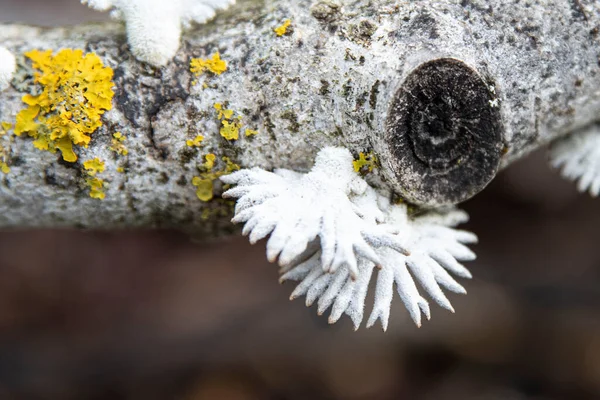 Original Weiße Pilze Auf Einem Baumstamm Wald — Stockfoto