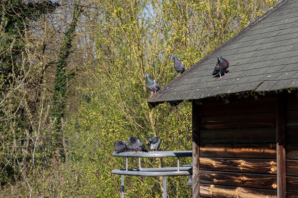 Gołębie Dachu Parku — Zdjęcie stockowe