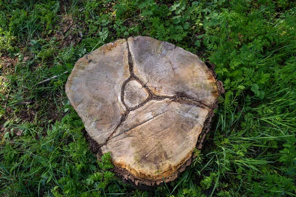 Kesik Bir Ağaç Gövdesinin Ahşap Dokusu — Stok fotoğraf