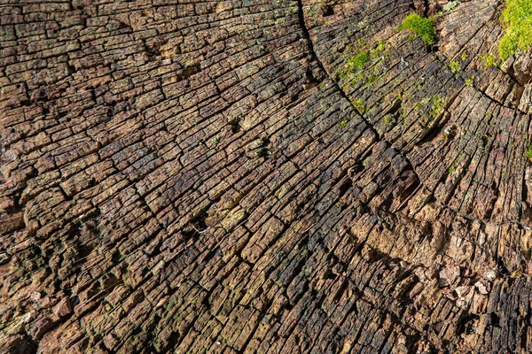Textur Eines Abgeschnittenen Baumstammes — Stockfoto