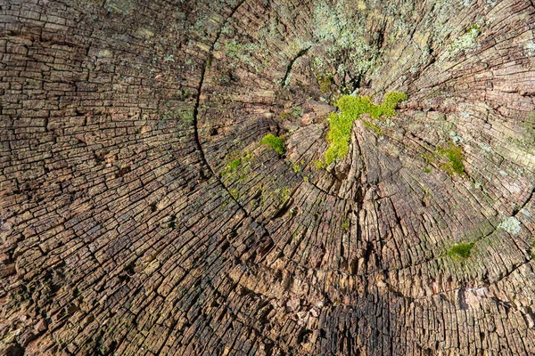 Textur Eines Abgeschnittenen Baumstammes — Stockfoto