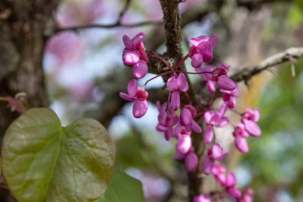 stock image Close-up of a branch of a Judas tree in flower in a garden in spring