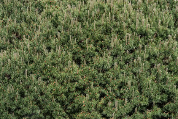 stock image Close-up of the foliage of a pine,