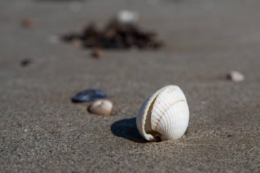 Brittany 'de kumsalda beyaz bir deniz kabuğu dikildi.