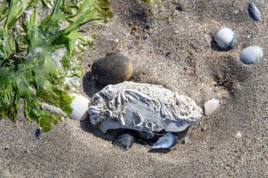 Brittany 'de kumsalda beyaz bir deniz kabuğu dikildi.