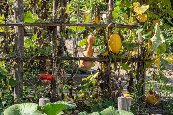 Dos Calabazas Naranjas Cultivadas Jardín Verano —  Fotos de Stock