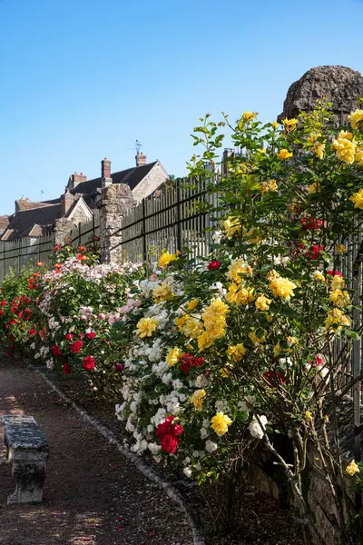 stock image Yellow, white, red and pink roses in the garden