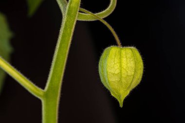 Çin feneri ya da Physalis yeşil bitkisinin yakın plan görüntüsü.