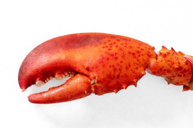 Beyaz arka planda kırmızı pişmiş ıstakoz pençeleri.