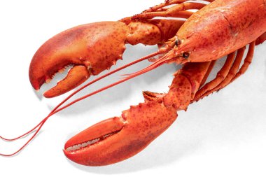 Beyaz arka planda kırmızı pişmiş ıstakoz.