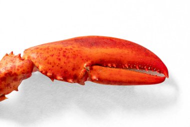 Beyaz arka planda kırmızı pişmiş ıstakoz pençeleri.