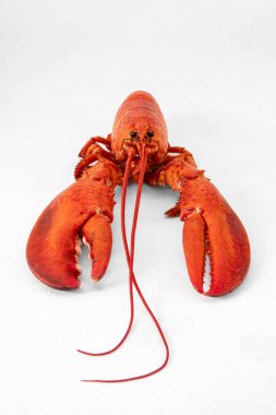 Beyaz arka planda kırmızı pişmiş ıstakoz.