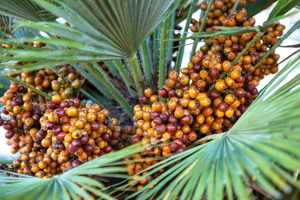 Ağaçta yapraklı kırmızı-turuncu palmiye tohumları