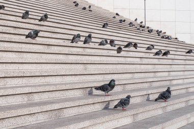 Şehirdeki bir merdivenin basamaklarında bir sürü güvercin