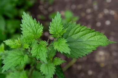Bahçedeki ya da ormandaki ısırgan otlarının yakın çekimi