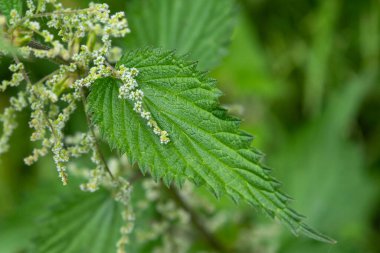 Bahçedeki ya da ormandaki ısırgan otlarının yakın çekimi