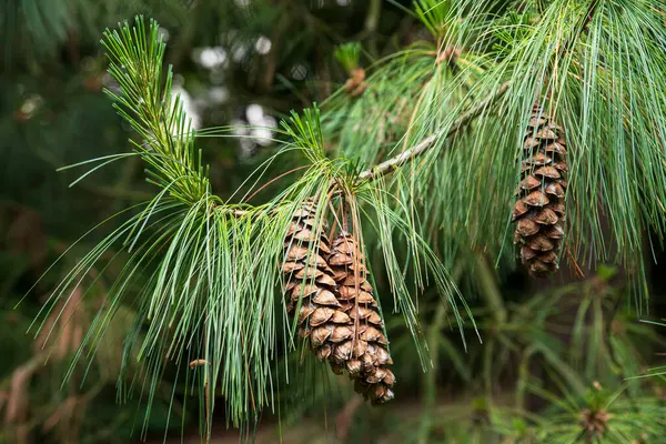 Close-up of a pine branch with pine cones