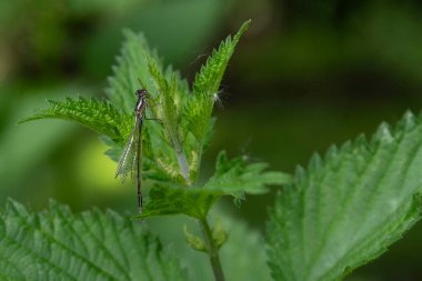 Close-up of a dragonfly resting on a nettle