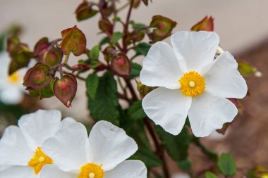 Tomurcukları ve yaprakları olan beyaz şakayık çiçeği.