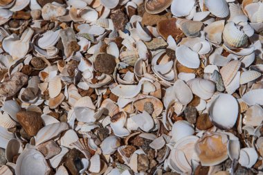 Brittany, Fransa 'da bir kumsalda deniz kabuğu dokusu