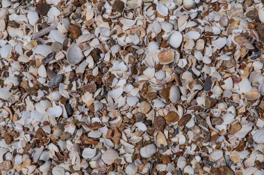 Brittany, Fransa 'da bir kumsalda deniz kabuğu dokusu