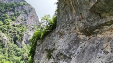 İspanya, Cantabria 'da kayalık bir uçurumun üzerindeki ağaçlar.