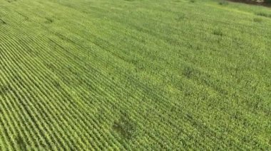 Çevresindeki kırsal ve çitleri birbirinden ayıran yeşil tarlaların havadan görünüşü