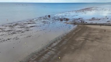 Fransa, Normandiya 'da istiridye çiftçiliği için sahilin kenarındaki traktörler.